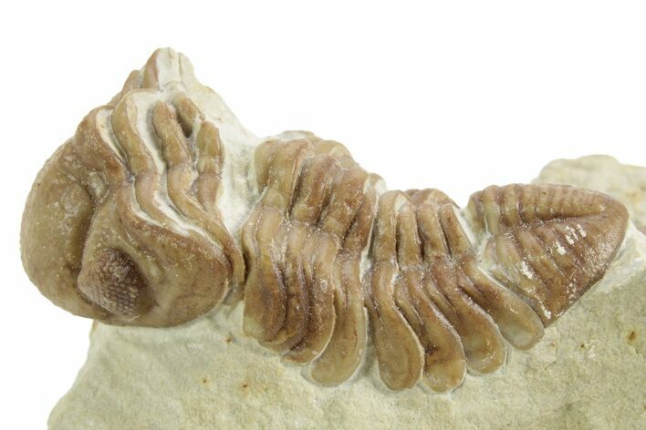 Kainops Trilobite - Black Cat Mountain, Oklahoma #376950